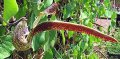 Jabot d'Inde - Aristolochia ringens